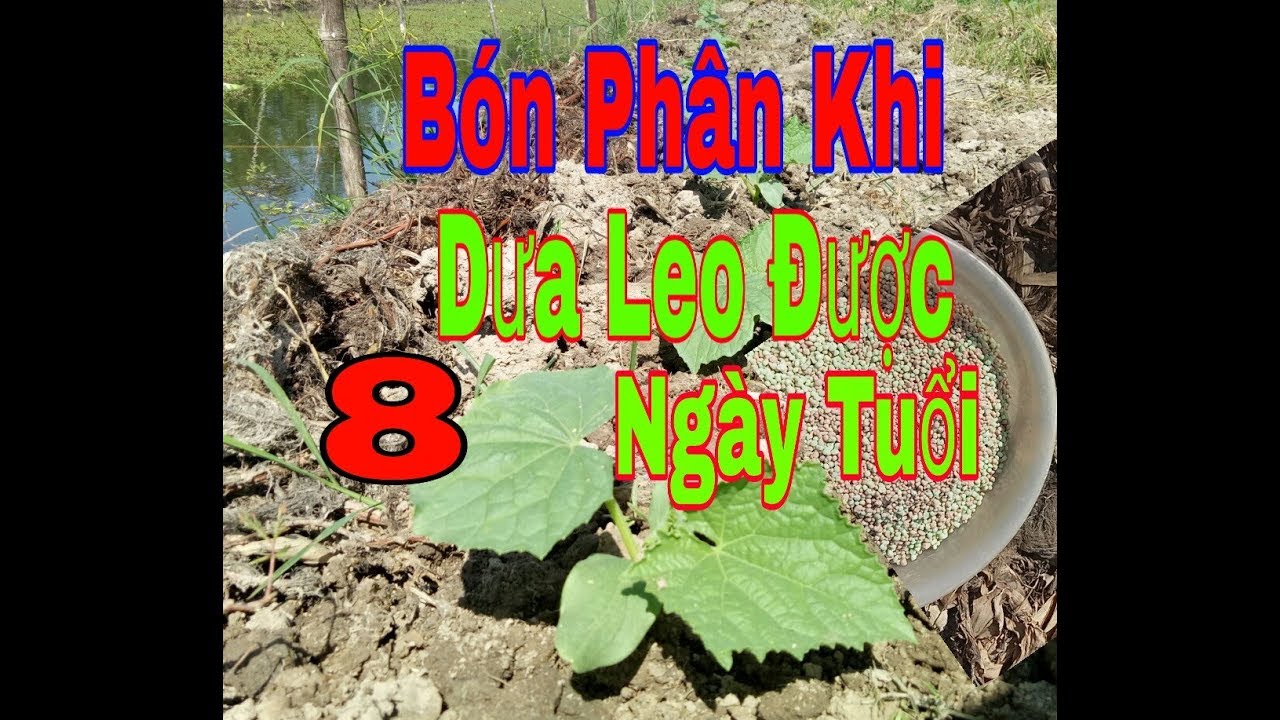 Bón phân khi dưa leo ,dưa chuột /được tám ngày tuổi /Tâm Thành TV