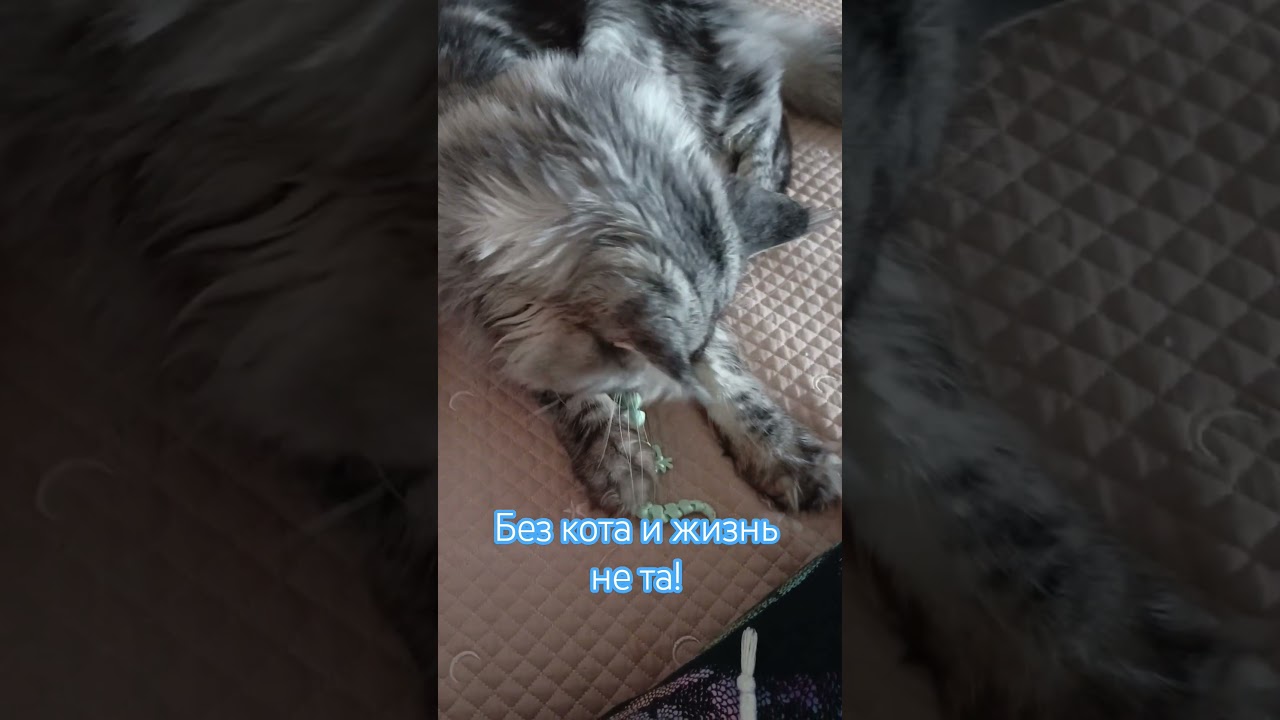 Кот Мэйн-кун Барон. Милота.🥰 #жизнь #shortvideo #котики
