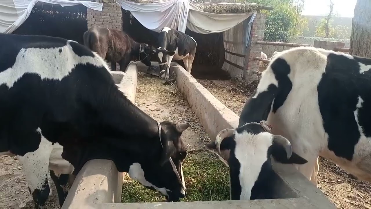 Amazing Village Life Of Pakistan 