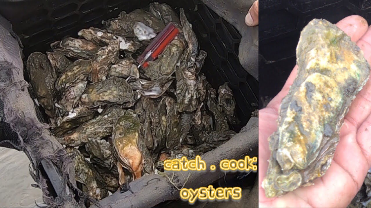 Catch, Clean, & Cook: OYSTERS ROCKEFELLER!