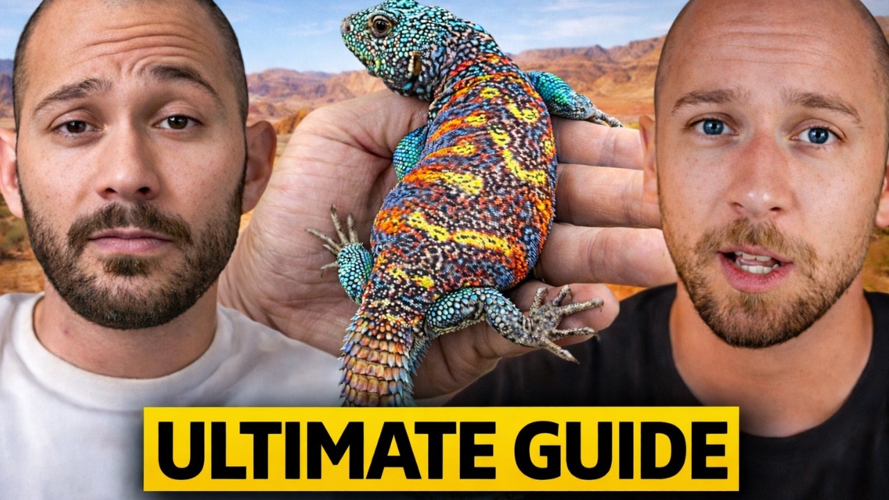 UROMASTYX CARE - Advice from Expert Breeder