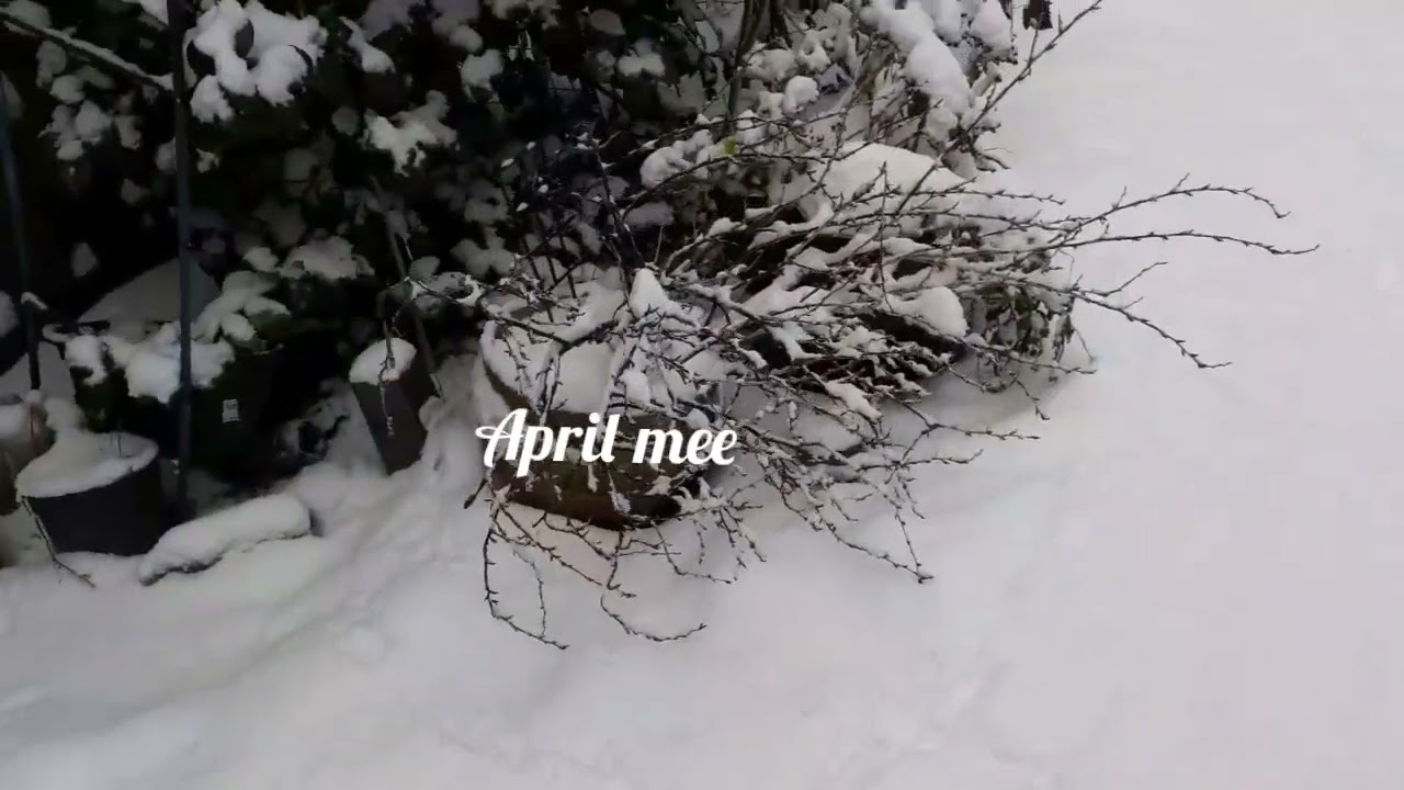 #snow #season  #everyday  #snowfall #everywhere  #videovlog #january  #2026   #salju  