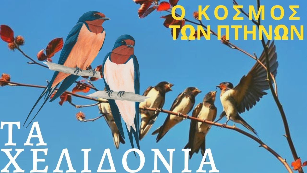 Τα Χελιδόνια - Tα πιο αγαπητά πουλιά
