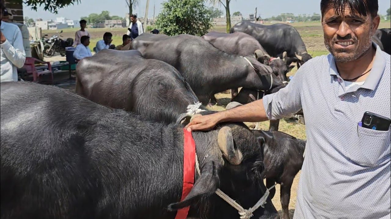 #मुर्रा #भैंस का पूरे देश में चर्चित फार्मर डेरी फार्म बडनगर उज्जैन mp | buffalo sale dairy farm mp