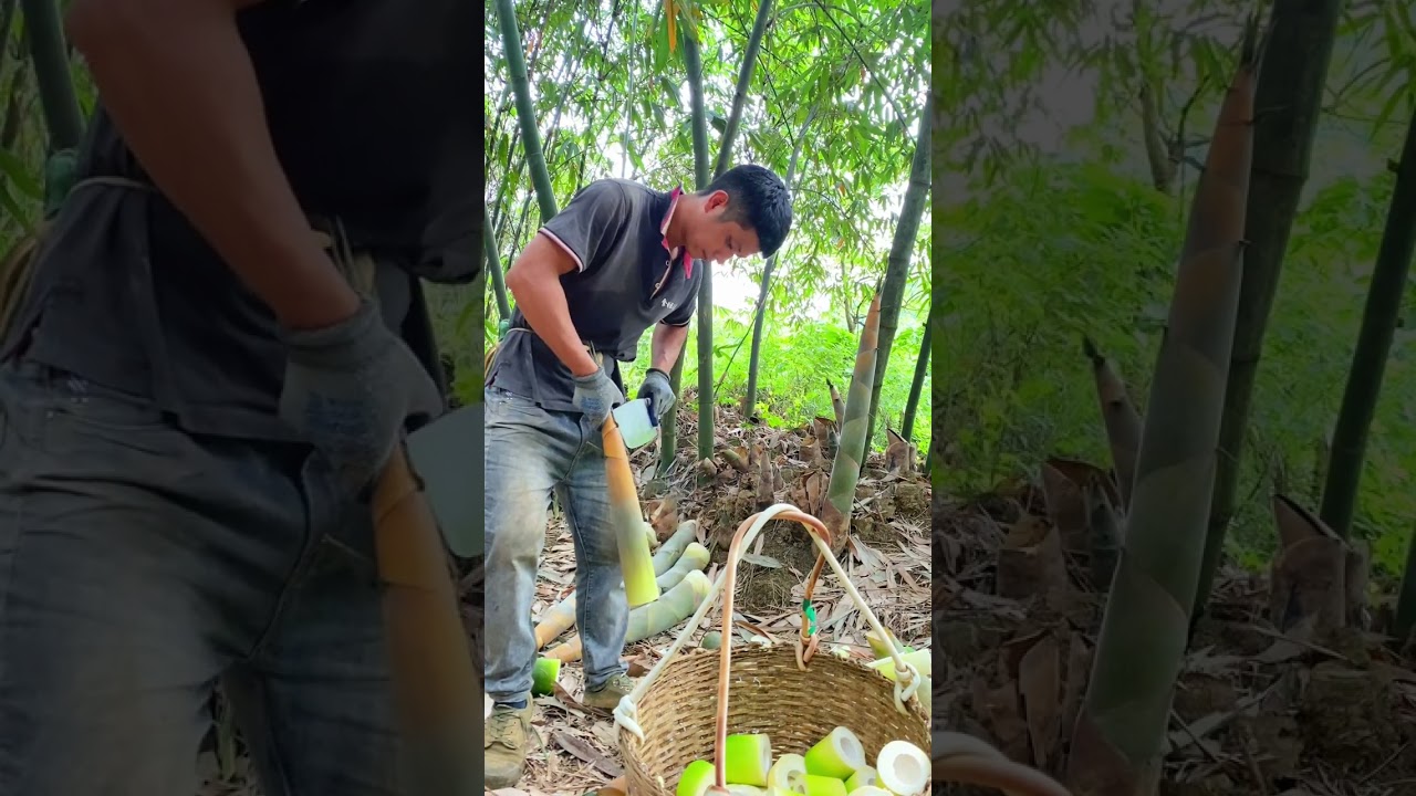 Amazing Skill Knife Cutting Bamboo Shoot