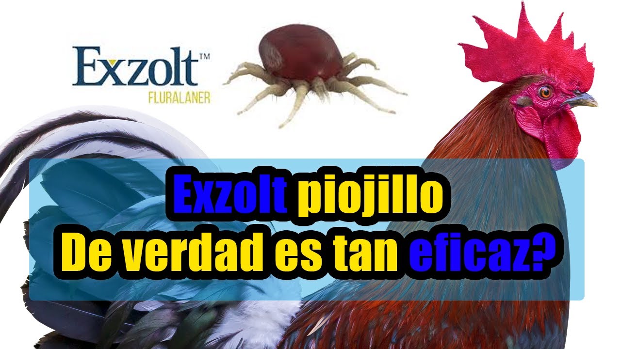 exzolt piojillo es tan eficaz? 