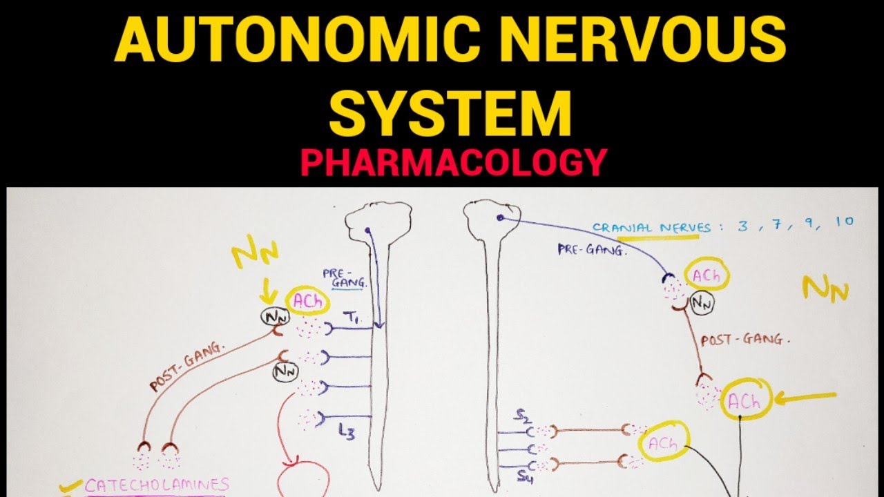 Autonomic Pharmacology - 1 | Sympathetic & Parasympathetic Nervous System | EOMS