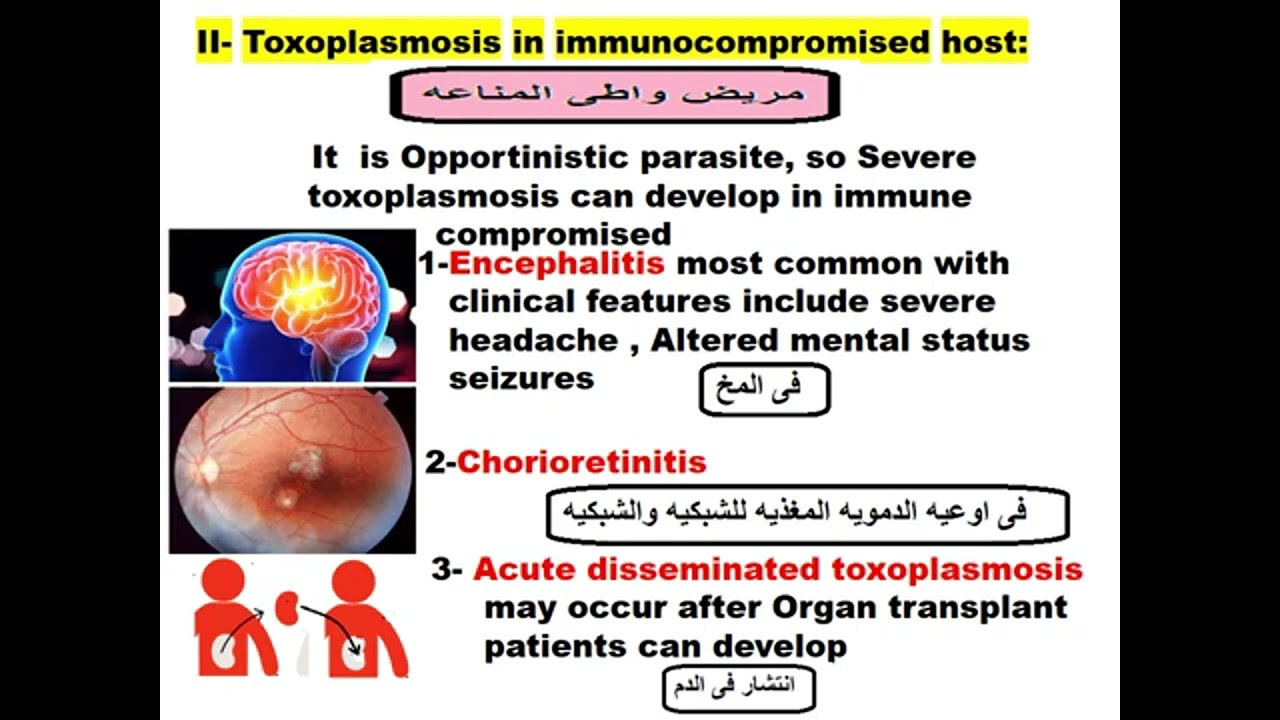Parasitology Blood module Toxoplasma 2