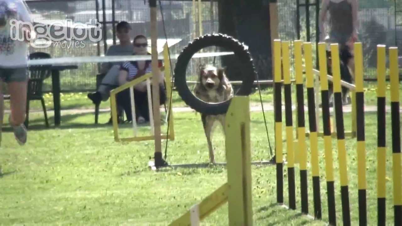 Agility Competition in Mińsk Mazowiecki, 1-2.05.2012 (HD)