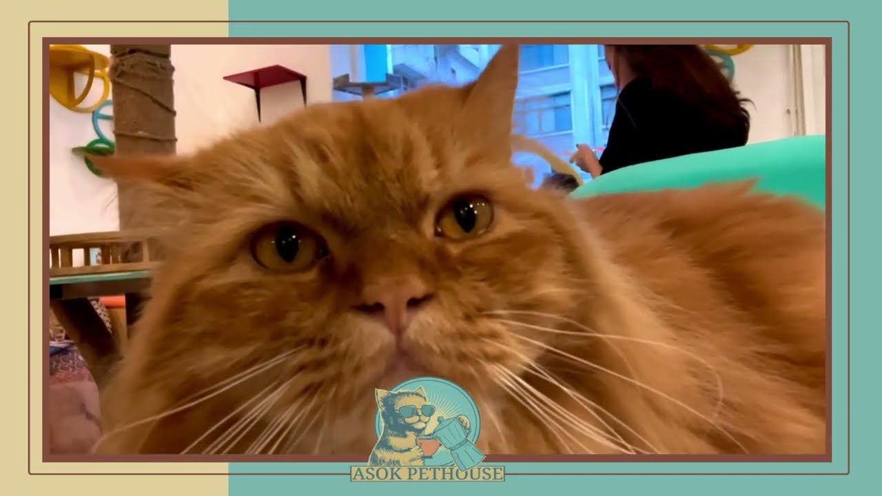 Asok Pethouse Cat Cafe I Lyla M.M.