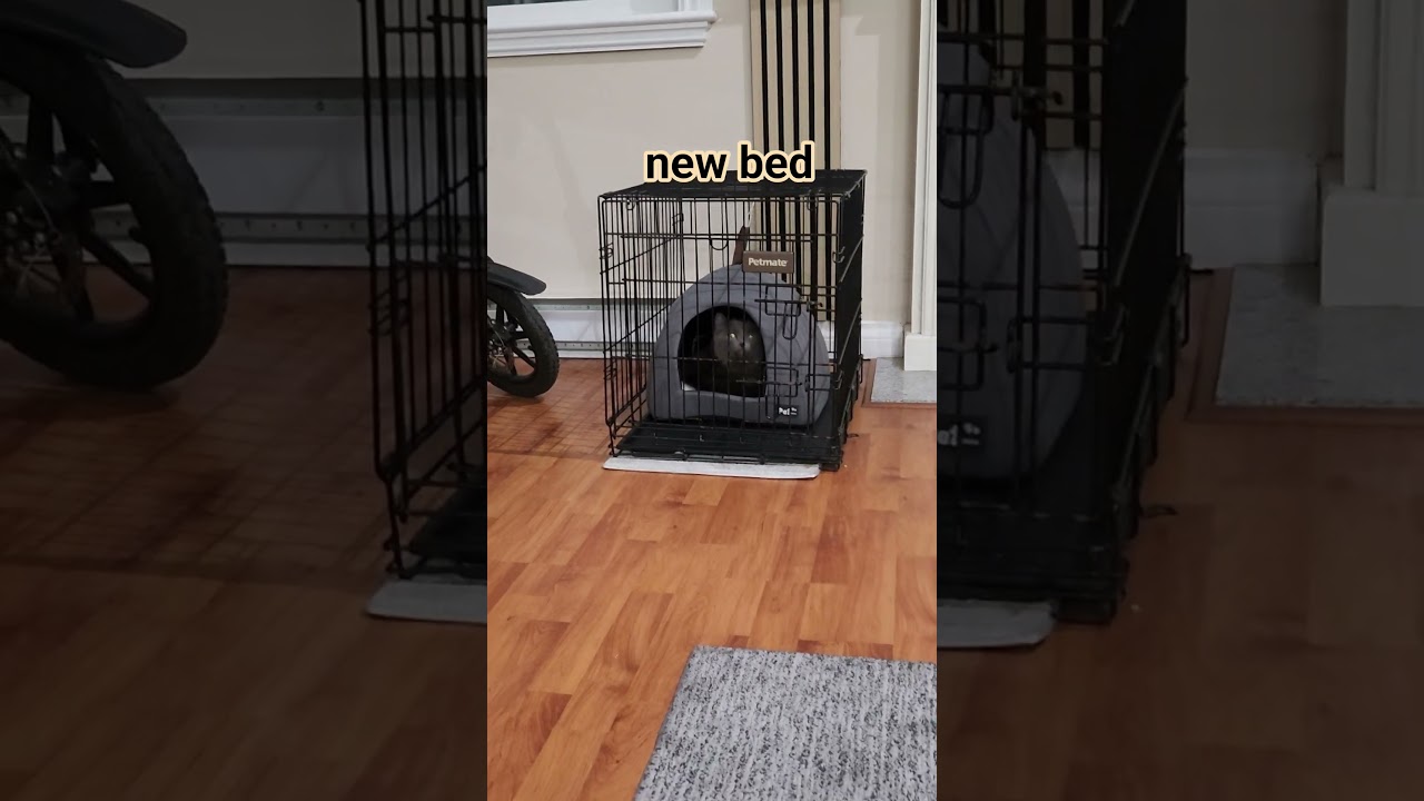 #comfortablecat