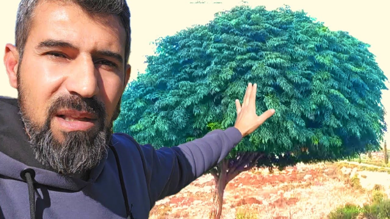 احذر من زراعتها في حديقه المنزل لهذا السبب