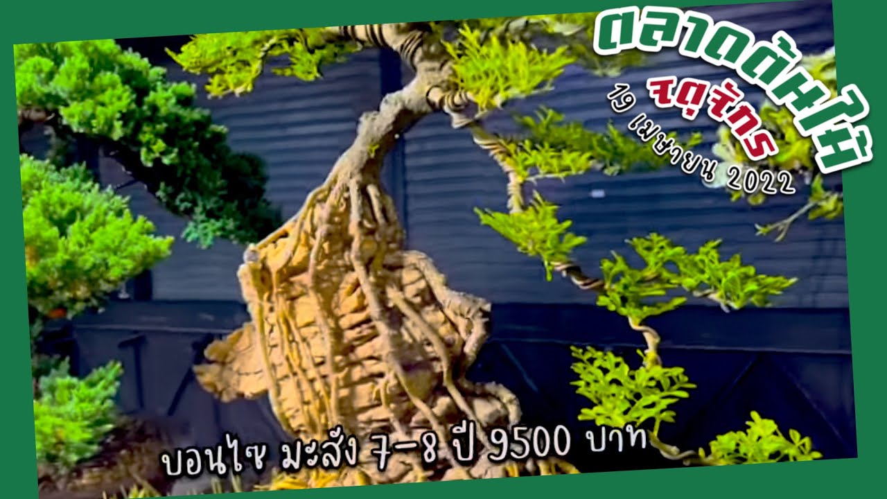 เทลงพื้นไปเลยลูก! รากเกาะหิน บอนไซ มะสัง 7–8 ปี 9500 บาท ร้านพี่เหนา | ตลาดต้นไม้จตุจักร 19.04.2022