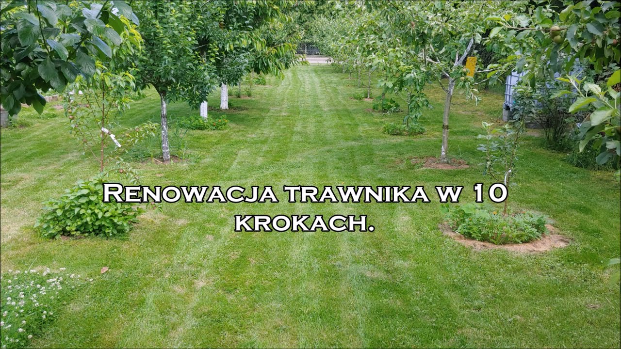 Renowacja trawnika w 10 krokach
