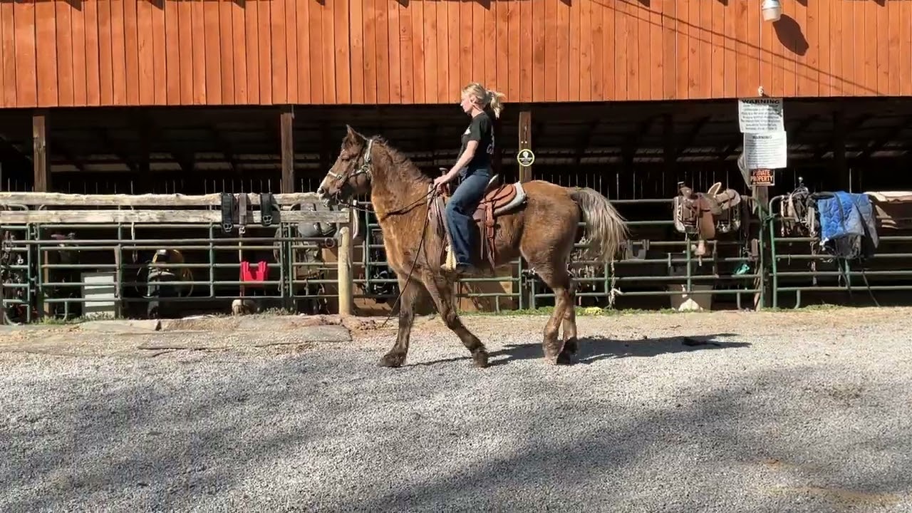 7163- crossbred gelding 16yr old 15.2h $975+40 coggins deadline 2/27/26
