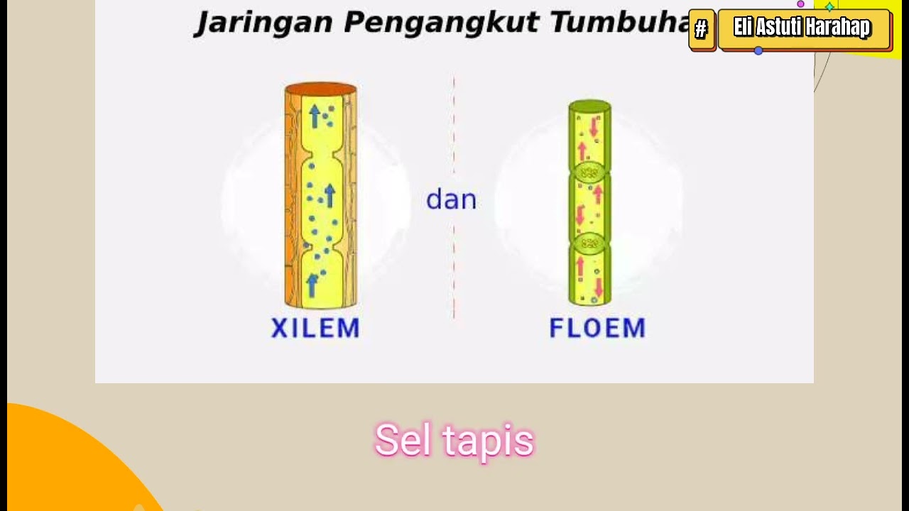#belajar biologi|jaringan xilem dan floem|cover lagu Dinosaurus