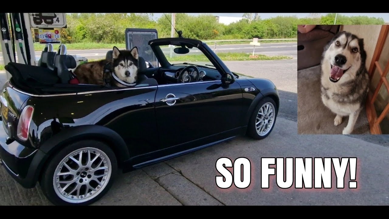 Husky Picks up his Best Friend for a Playday!