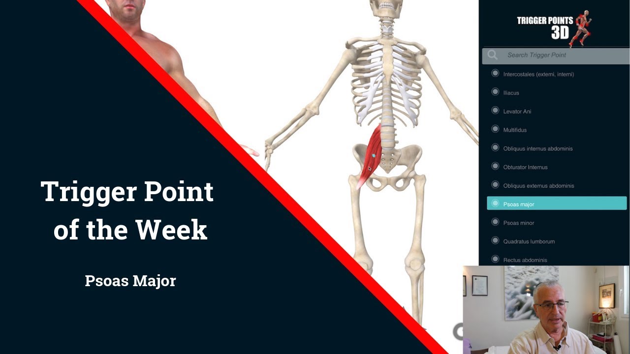 Trigger Point of the Week - Psoas Major