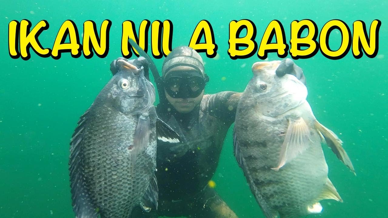 PANEN IKAN NILA BABON LIAR, TERNYATA BERSARANG DI KEDALAMAN INI!!! Spearfishing Danau Toba