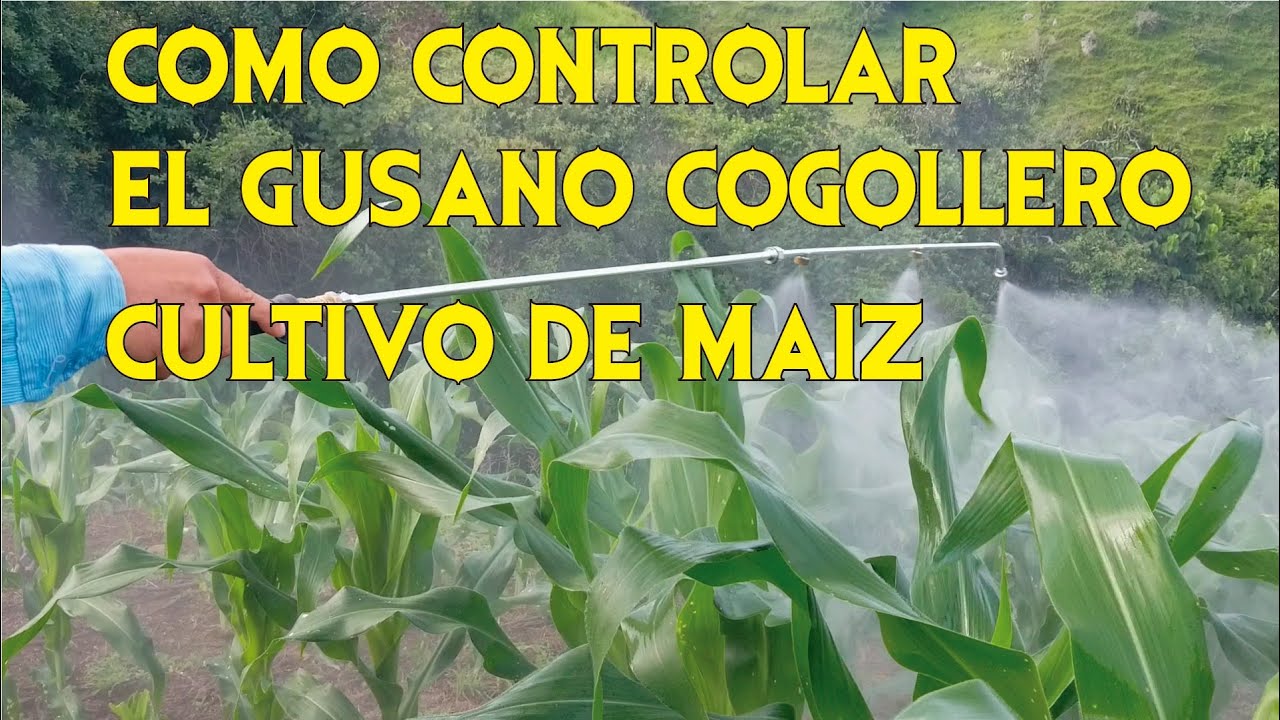 COMO CONTROLAR EL GUSANO COGOLLERO EN EL CULTIVO DE MAIZ HIBRIDO EN LA CHACRA*