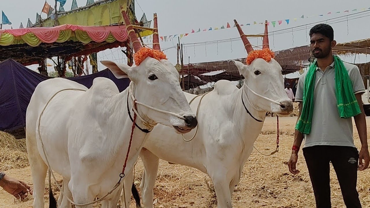 ಬಹಳ ಸುಂದರವಾಗಿ ಮೂಗುದಾರ ಹೆಣೆಯುವ ಕಲೆ ಹೊಂದಿರುವ ಯುವಕ ತಿಂಡ್ಲು ನಂದೀಪ!!