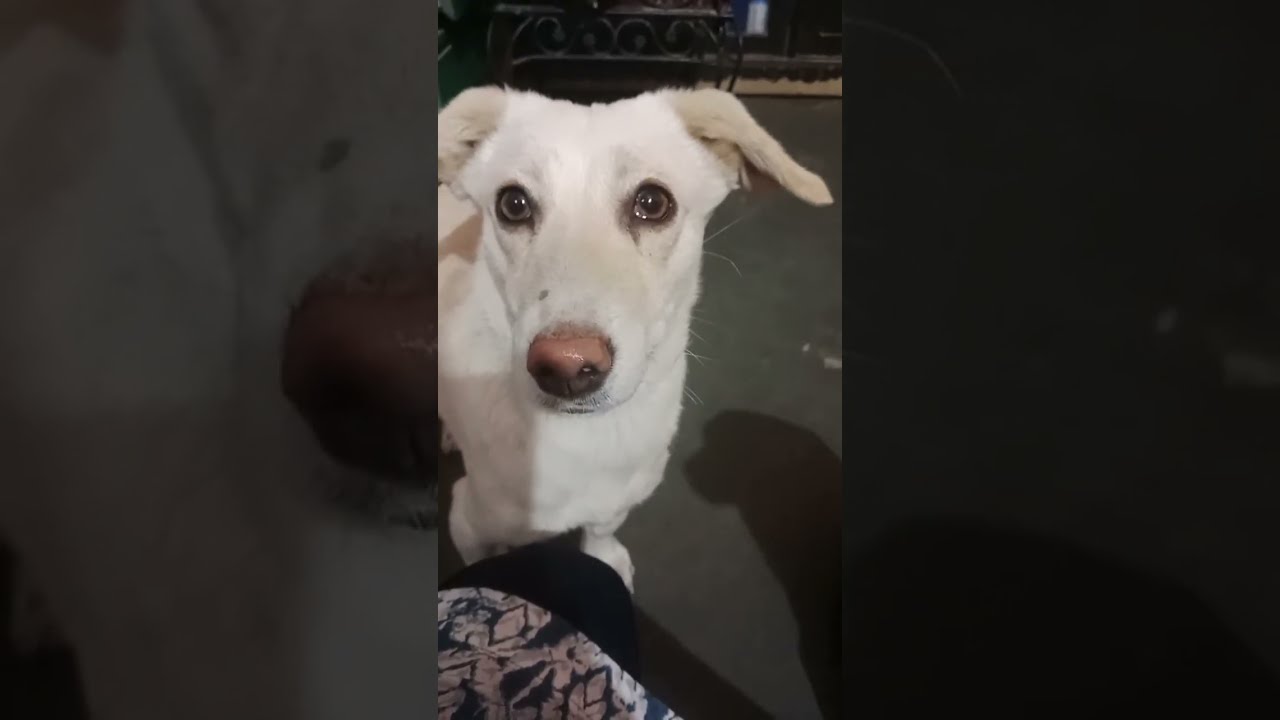 bacho ke sath live 🐶