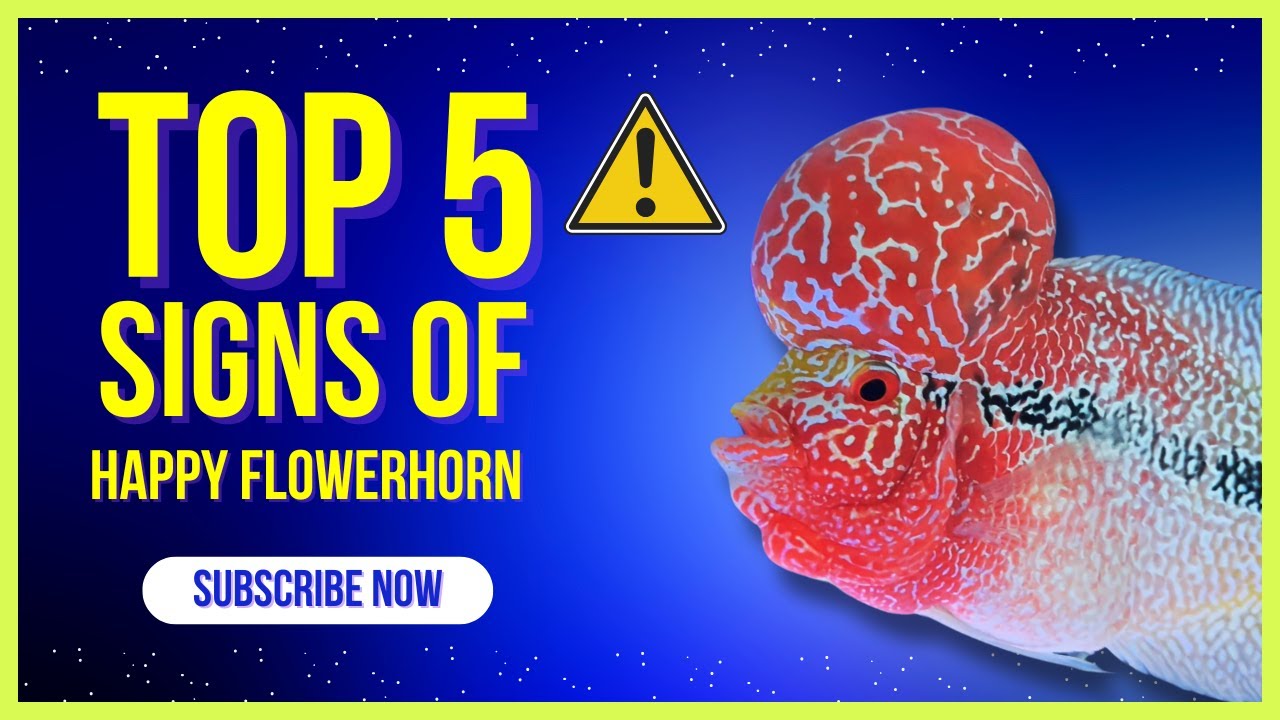Top 5 Signs of a Happy Flowerhorn Fish || Blue Aquatics