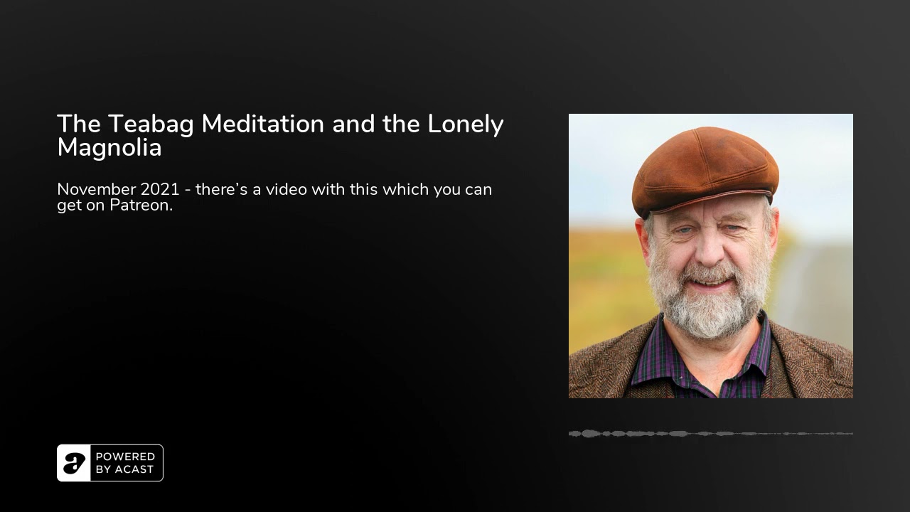 The Teabag Meditation and the Lonely Magnolia