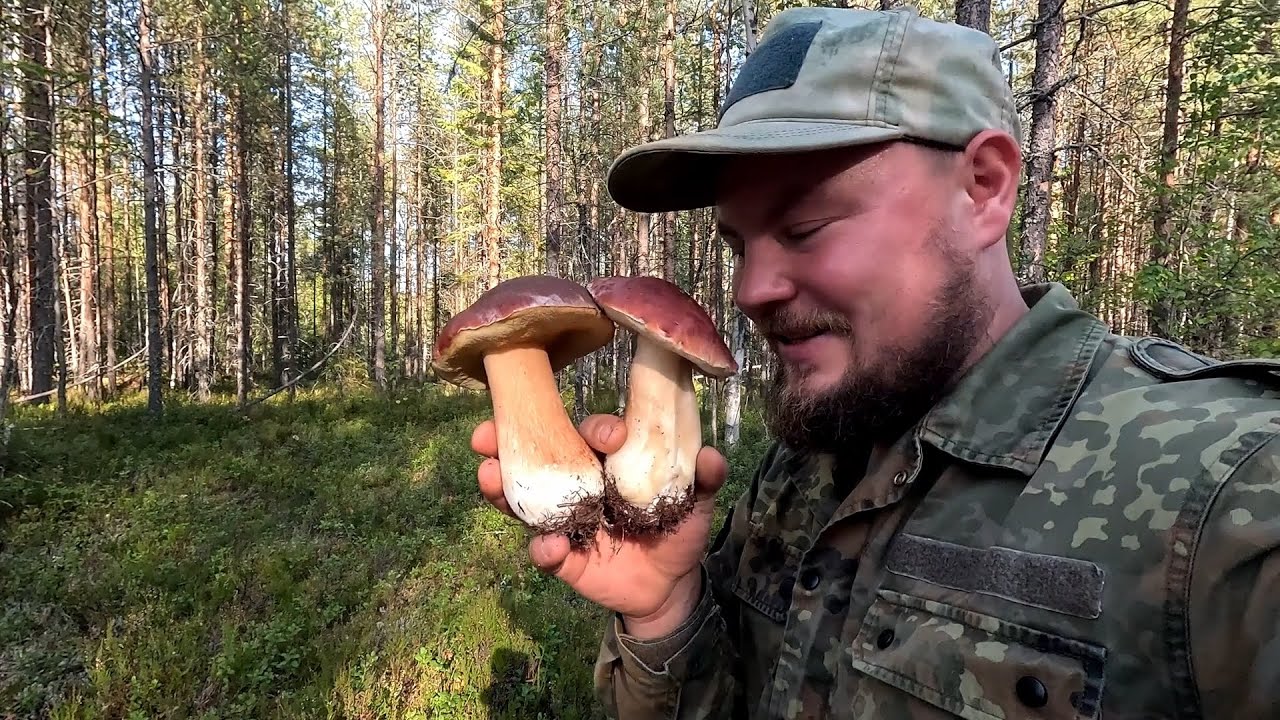 СБОР ГРИБОВ НА СЕВЕРЕ ФИНЛЯНДИИ. МНОГО ГРИБОВ. ЦЕЛЫЕ КОРЗИНЫ ВКУСНЫХ ГРИБОВ. БЕЛЫЕ ГРИБЫ