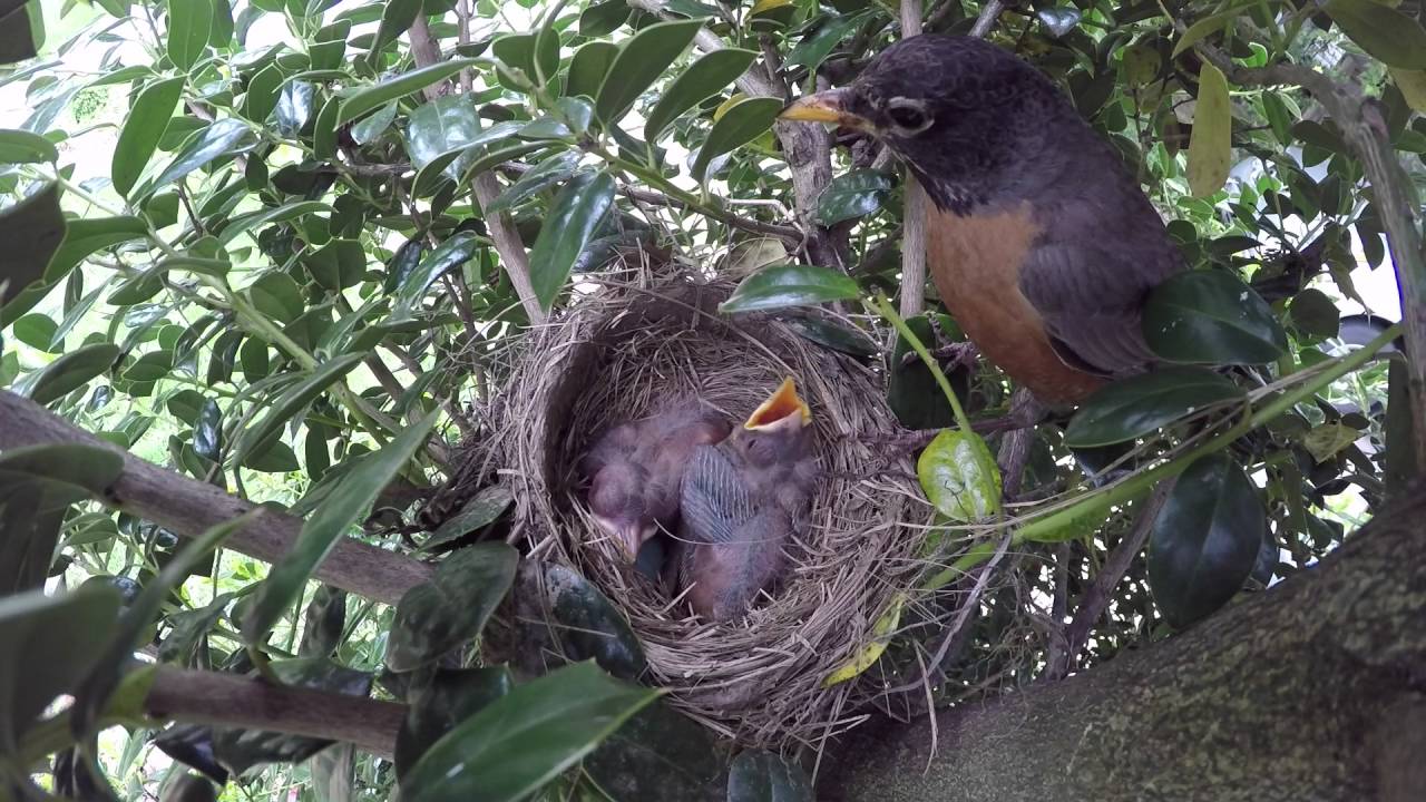 Robins feed baby chicks mom and dad eats poop