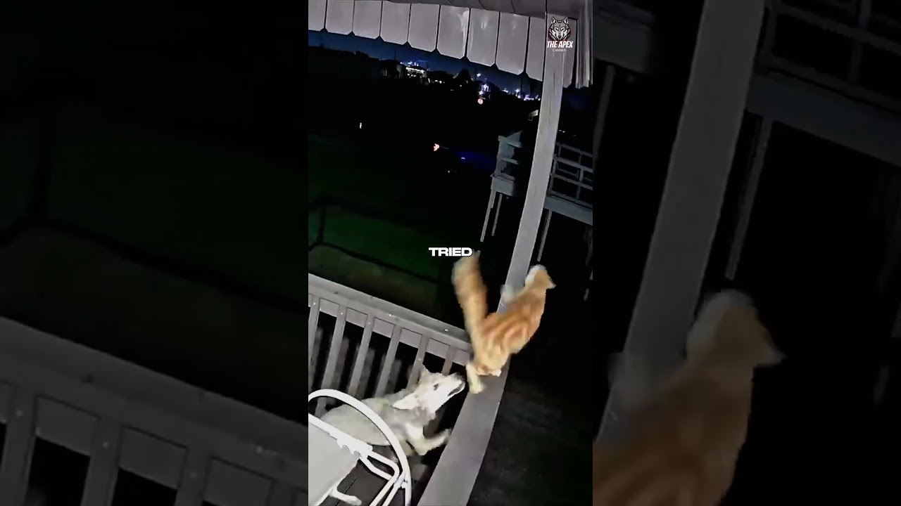 Never ever declaw your cat 😱