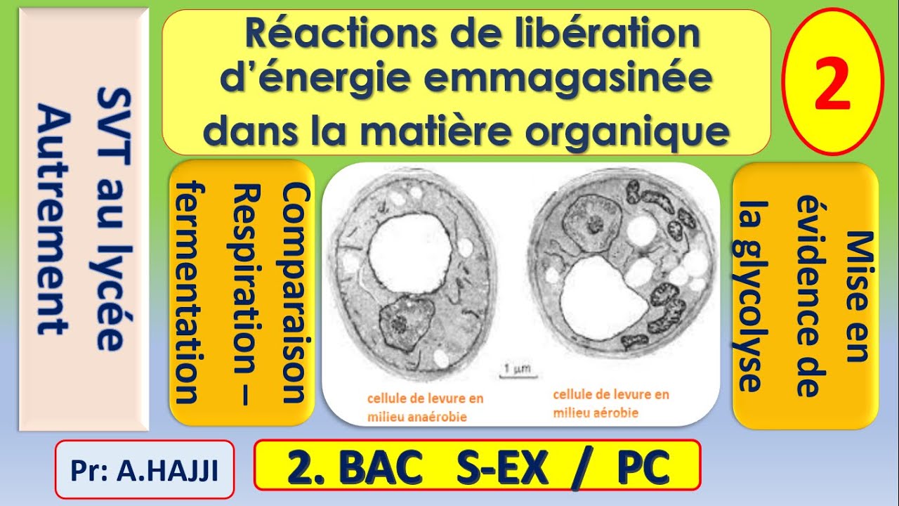 Métabolisme aérobie et métabolisme anaérobie: comparaison et mise en évidence de la glycolyse