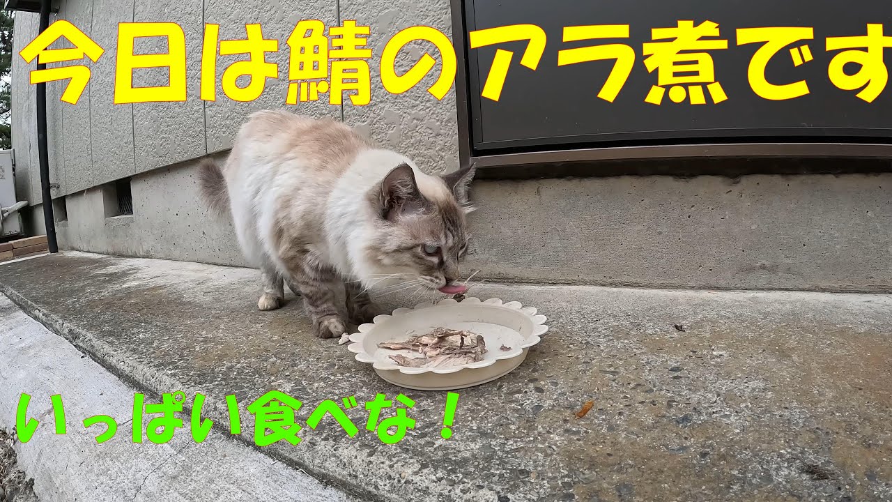 今日は猪生肉ではなくて、鯖のアラ煮です