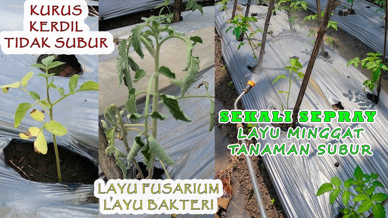 Tomat kerdil, kurus, tidak subur 🌿. Begini cara menyuburkan kembali. PERAWATAN TOMAT 11-20 HST 🔥🍅