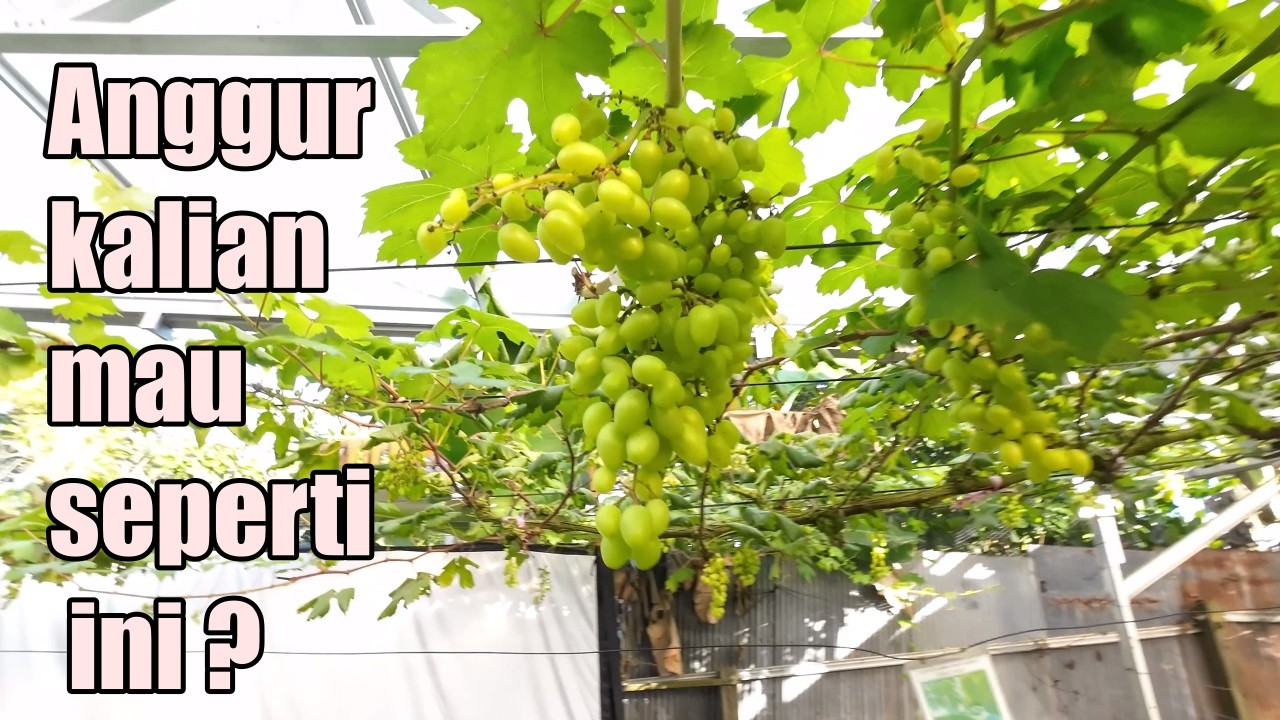 Buah anggur Lebat ,  Di mulai dari apa nya dulu ya