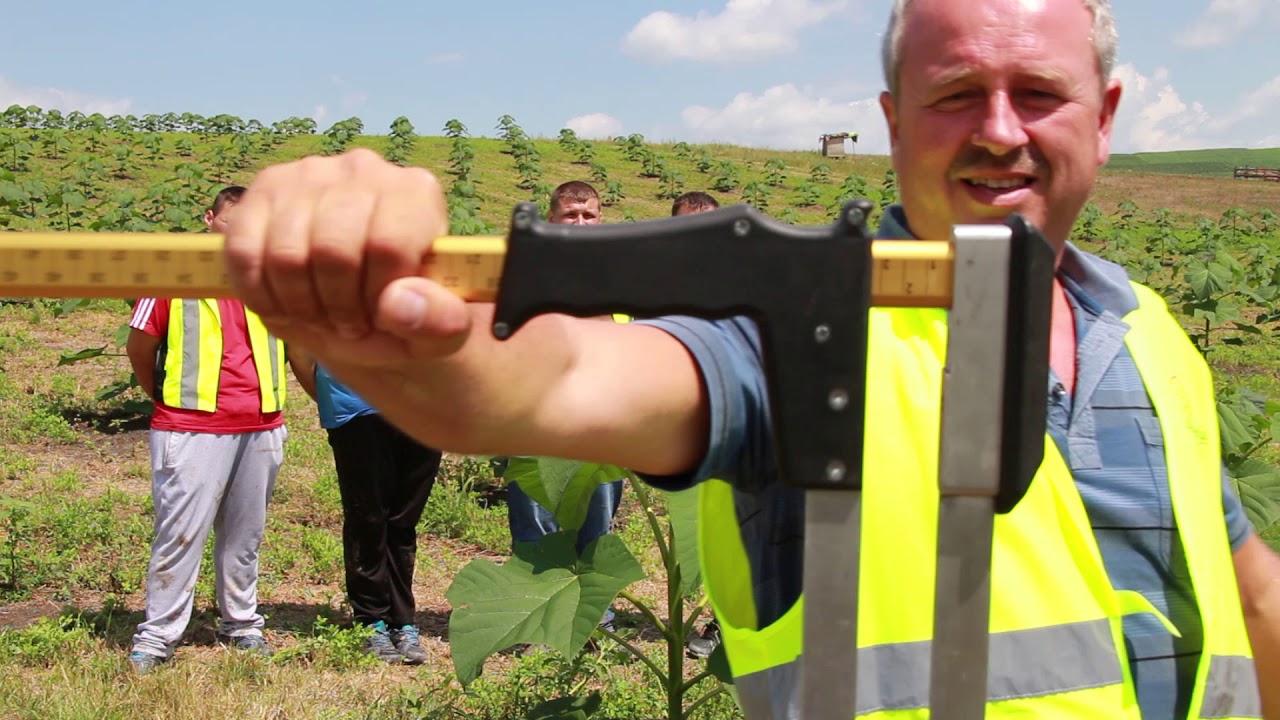 Paulownia - diferenta intre specii  !!!  Romania 2018