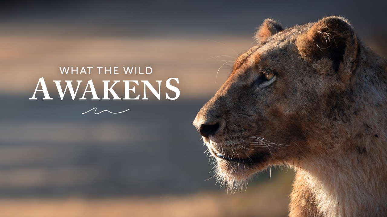 How Nature Changes Us: Kruger National Park (4K)