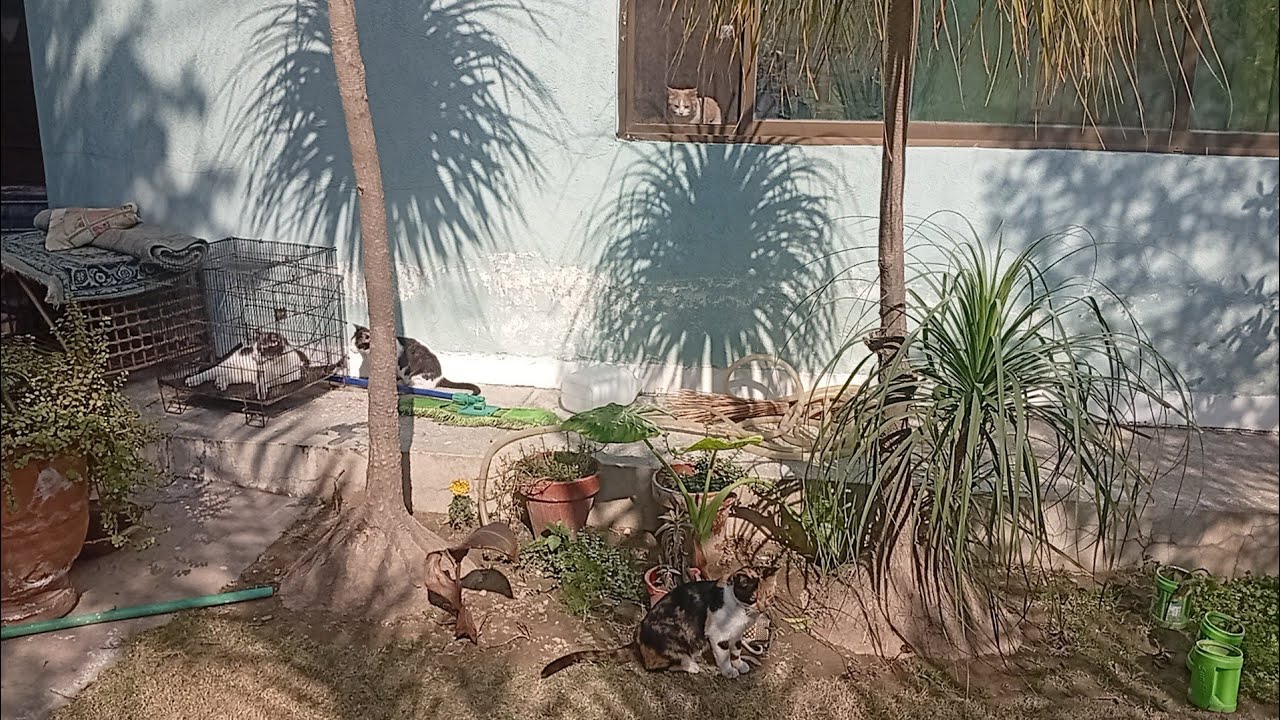 A Tough Feeding Day | Stray Cats, Fear & Patience