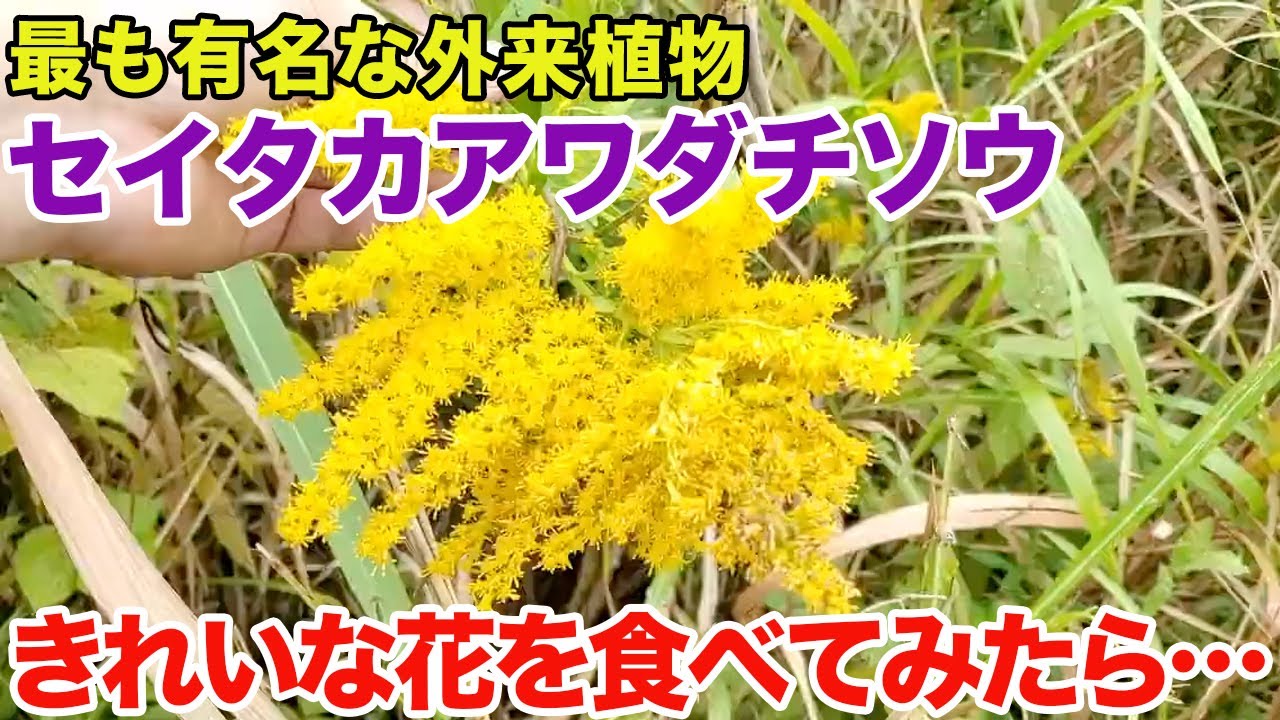 【これはアウト】最も有名な外来植物「セイタカアワダチソウ」のきれいな花を食べてみた…