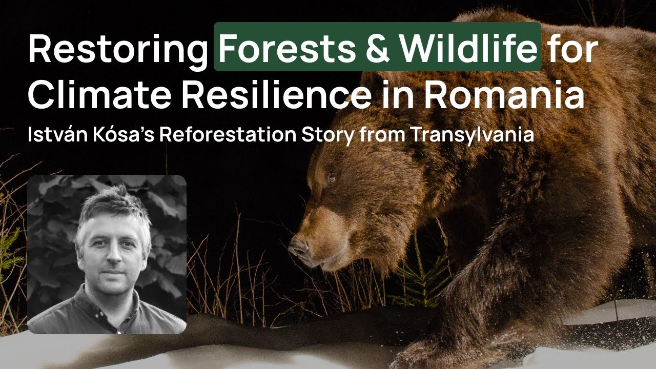 Forests, Wildlife, and a New Climate Future for Romania - István Kósa’s Reforestation Story