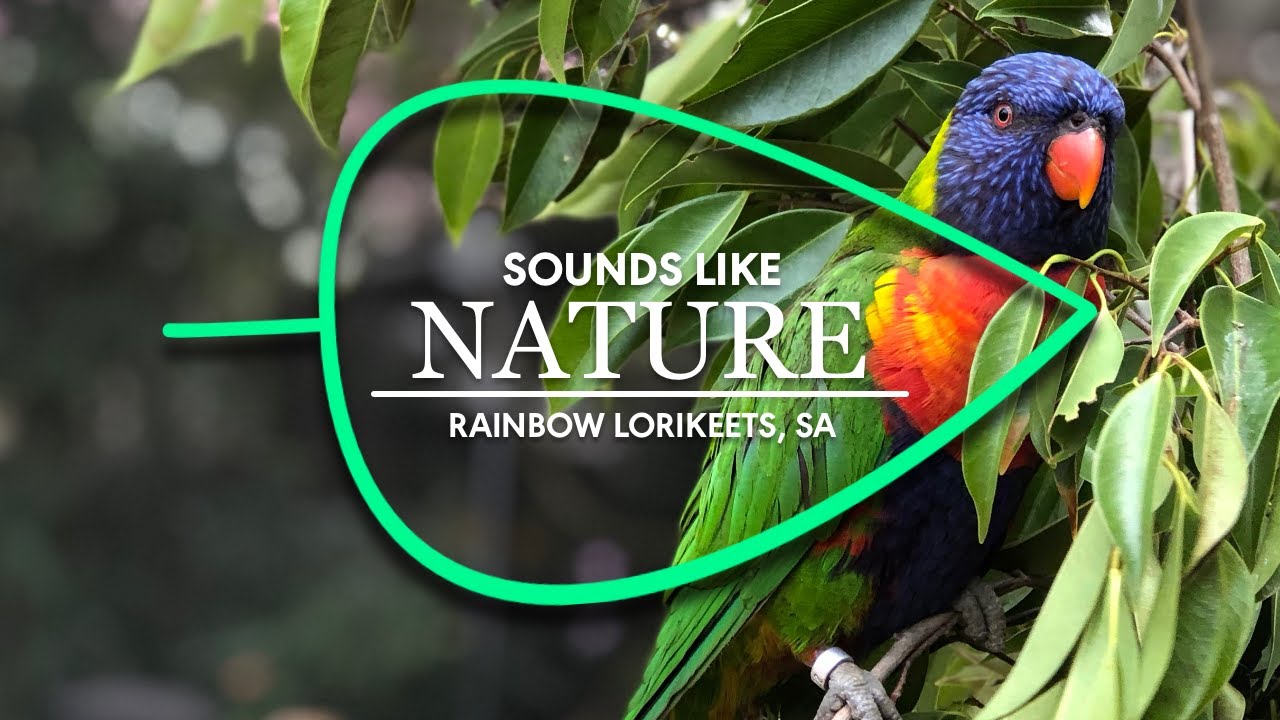 Rainbow Lorikeet Sounds - Australian Bird Sounds & Birdsong - Nature Sounds - Sounds Like Nature