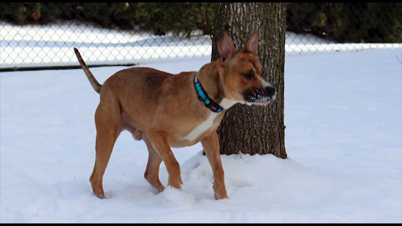 Capone's Story- A Tale of a Brave Rescue Dog