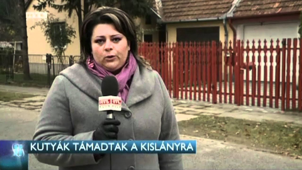 Kutyák marcangoltak - állatmentés
