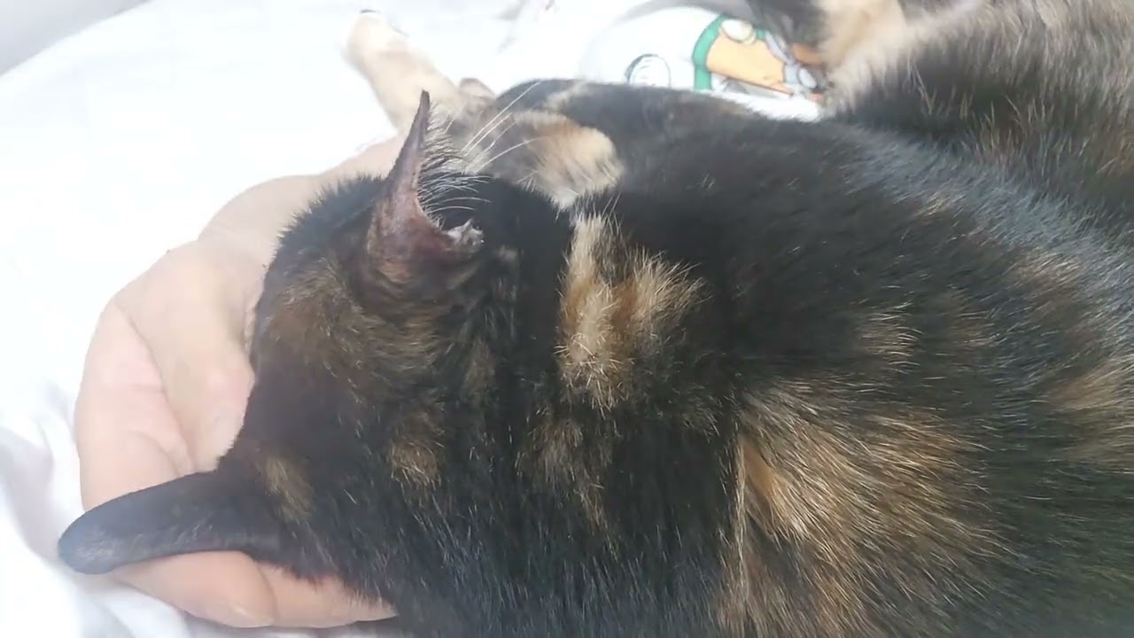 대신 만져드립니다.. 너만없어 고양이!! 🐱 결국 파국이다..