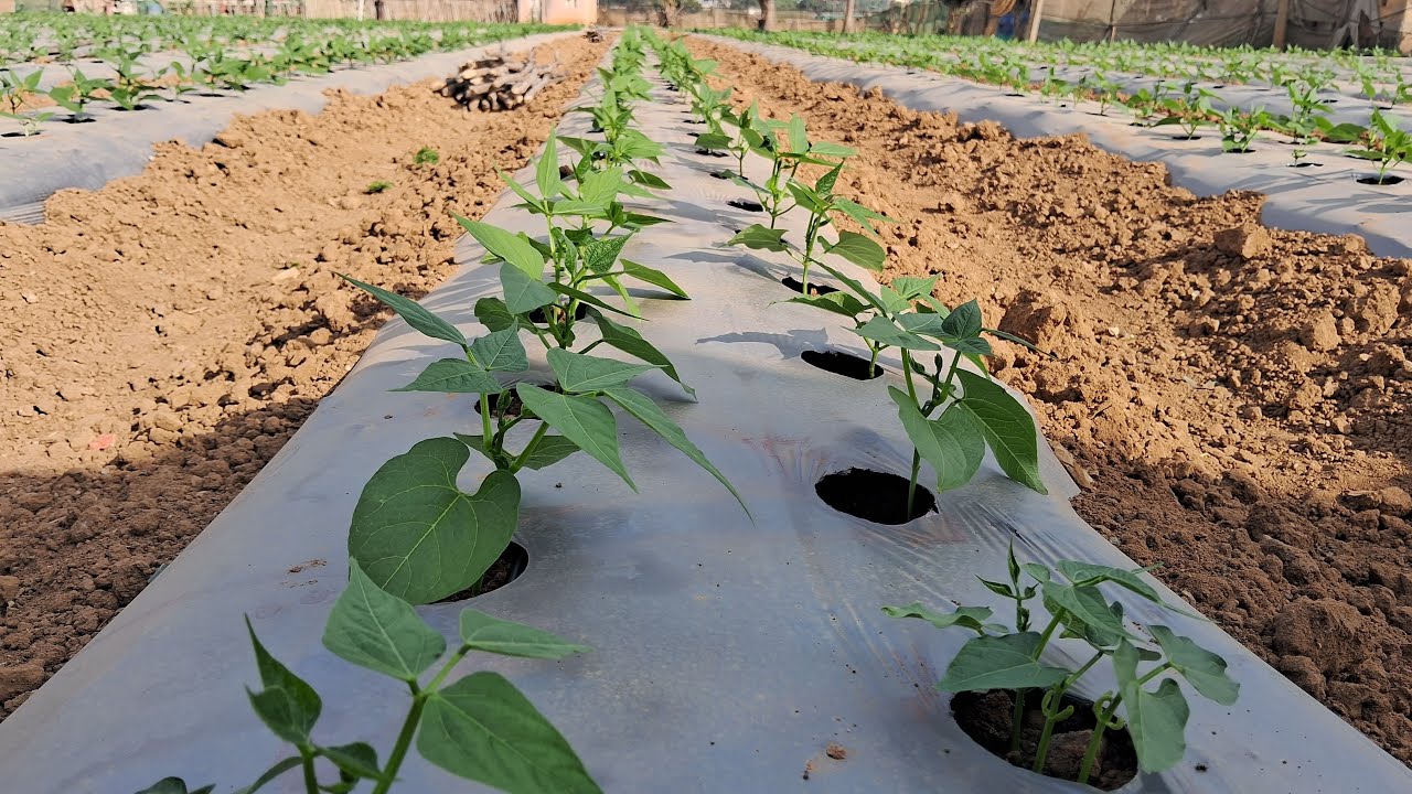 ನಮಸ್ತೆ ರೈತ ಮಿತ್ರರೆ hi good evening 🙏 farmers