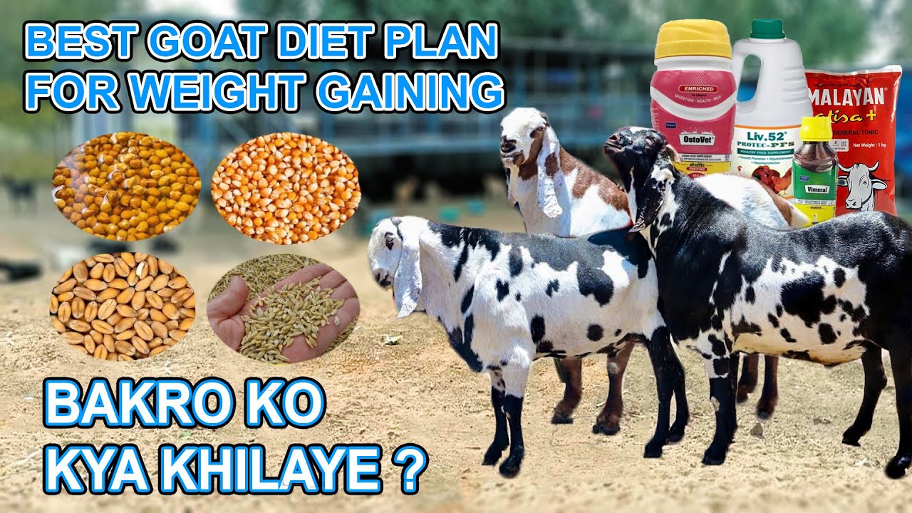 WIEGHT GAINING DIET PLAN FOR GOATS | ALL BREEDS KOTA,MALWA,TOTAPARI ETC