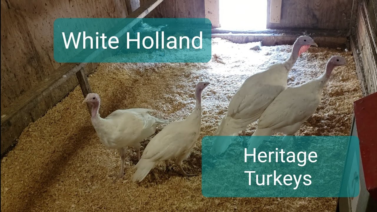 White Holland Heritage Turkeys - The last that we have