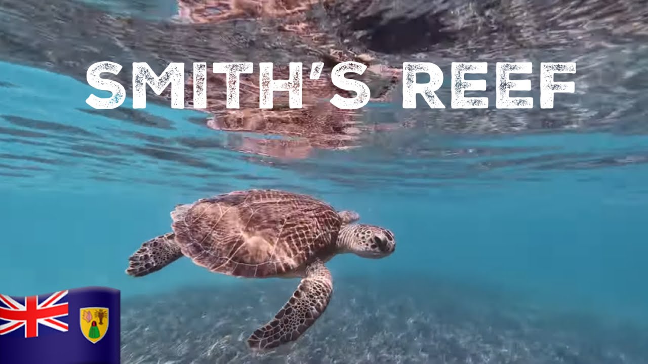 🇹🇨 Smith’s Reef | Turks & Caicos | Sea Turtles | Provo | DJI Osmo Action 6