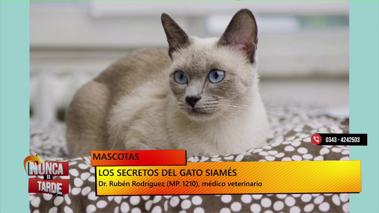Gato siamés: una compañía amorosa y cariñosa