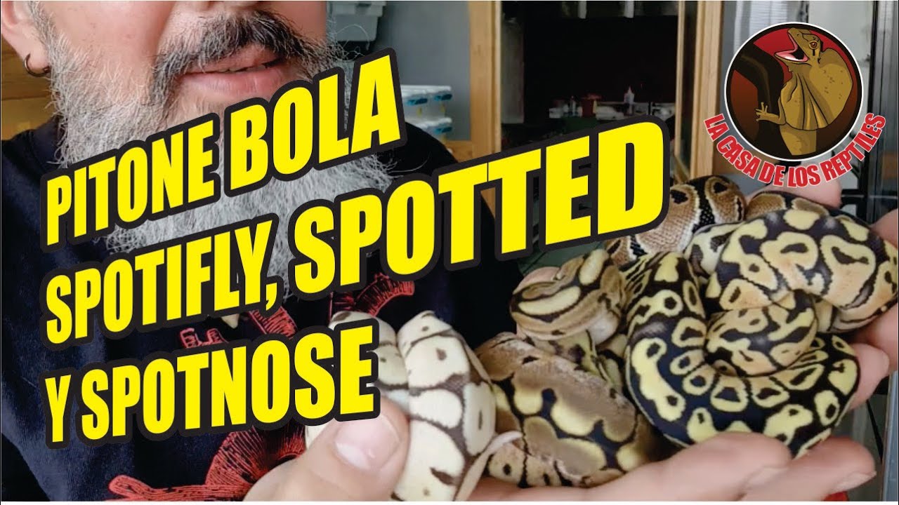 PITON BOLA FIREFLY, SPOTTED Y SPOTNOSE,